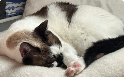 What Are the Signs My Cat Has Arthritis?