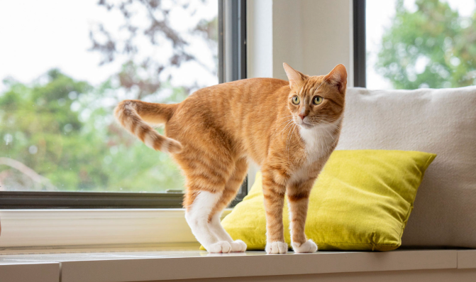Cat Kneading Pillow Sped Up: Why Your Kitty Loves It