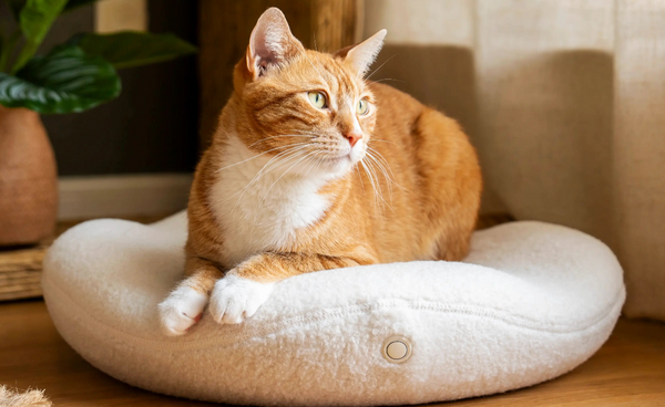Find your cat's perfect bed to {brand} on