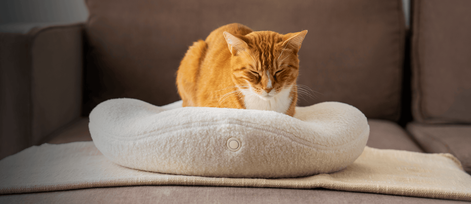 A Warm Welcome: Why Cats Crave 104°F