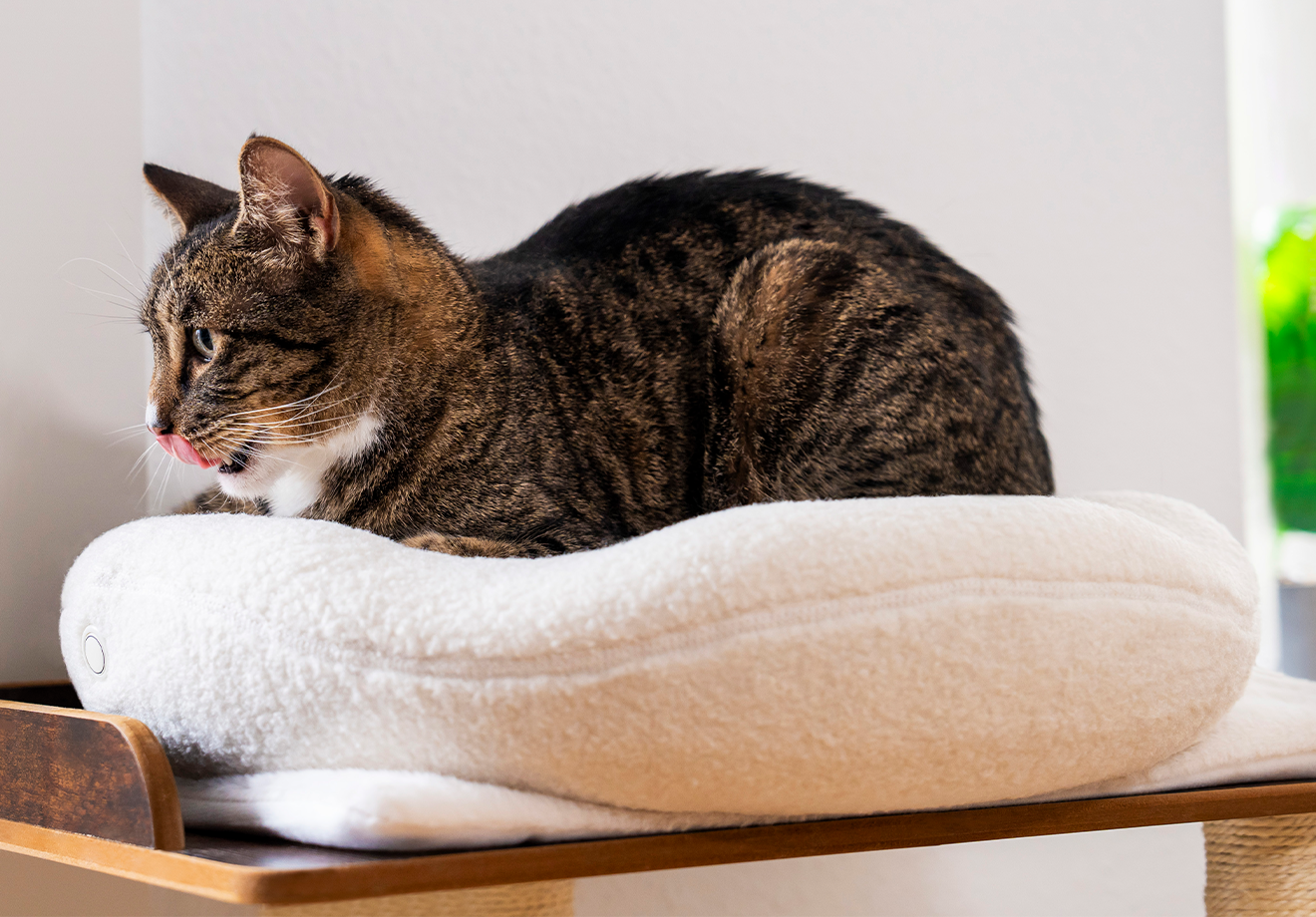 Why Do Senior and Arthritic Cats need Orthopedic Beds?