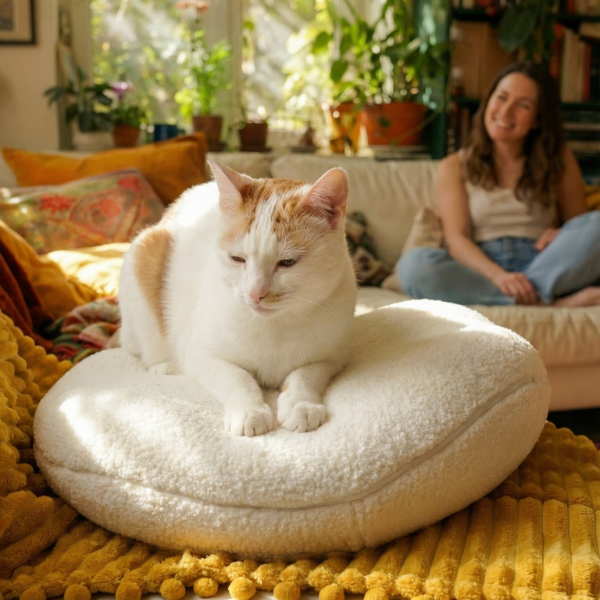 Renew and Refresh: A 6-Week Joint Health and Anxiety Management Reset for Cats at All Stages of Life
