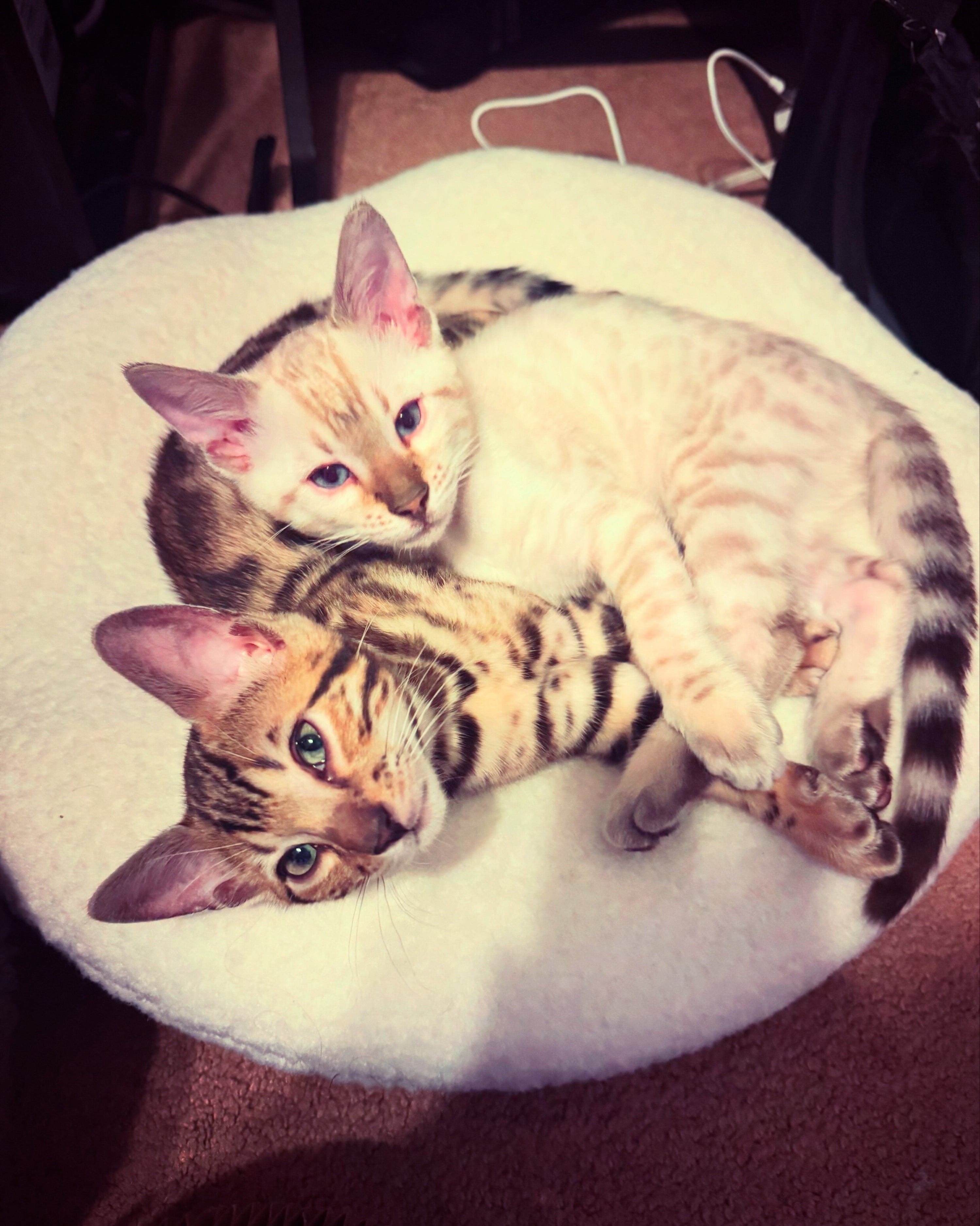 Big Cats Deserve Big Comfort: Introducing the Knead Bed Now in Large Sizes