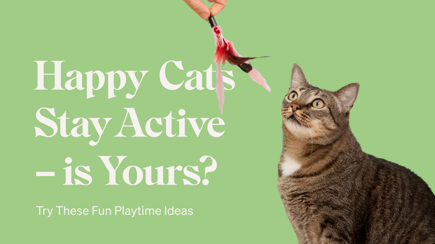 Happy Cats Stay Active—Is Yours?