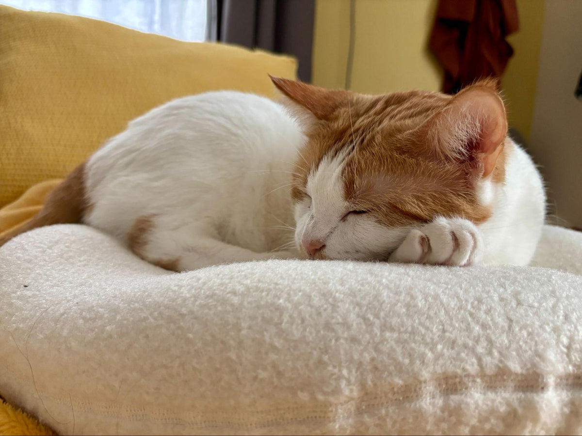 Comfort Comes Home: Knead's Partnership with Stray Cat Alliance
