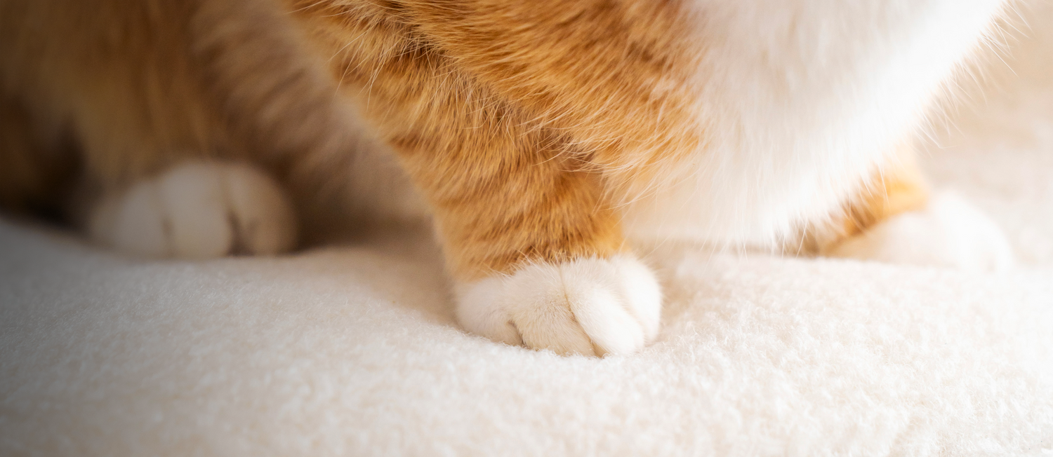 Image showcasing Knead Therapeutic Bed - Knead Cats