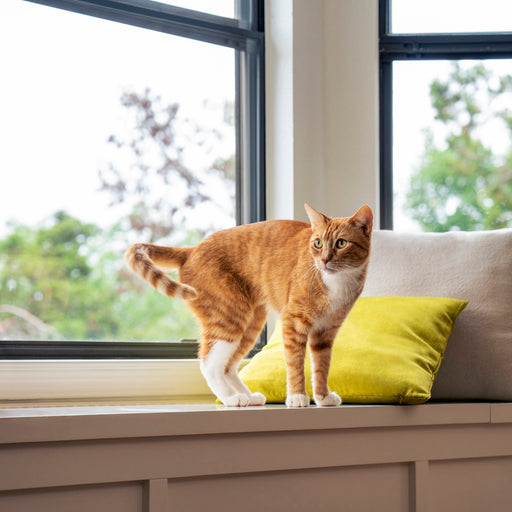 Cat Kneading On Couch Cushion And Imprinting Memory Reference: Therapeutic Heated Cat Bed By Knead Cats