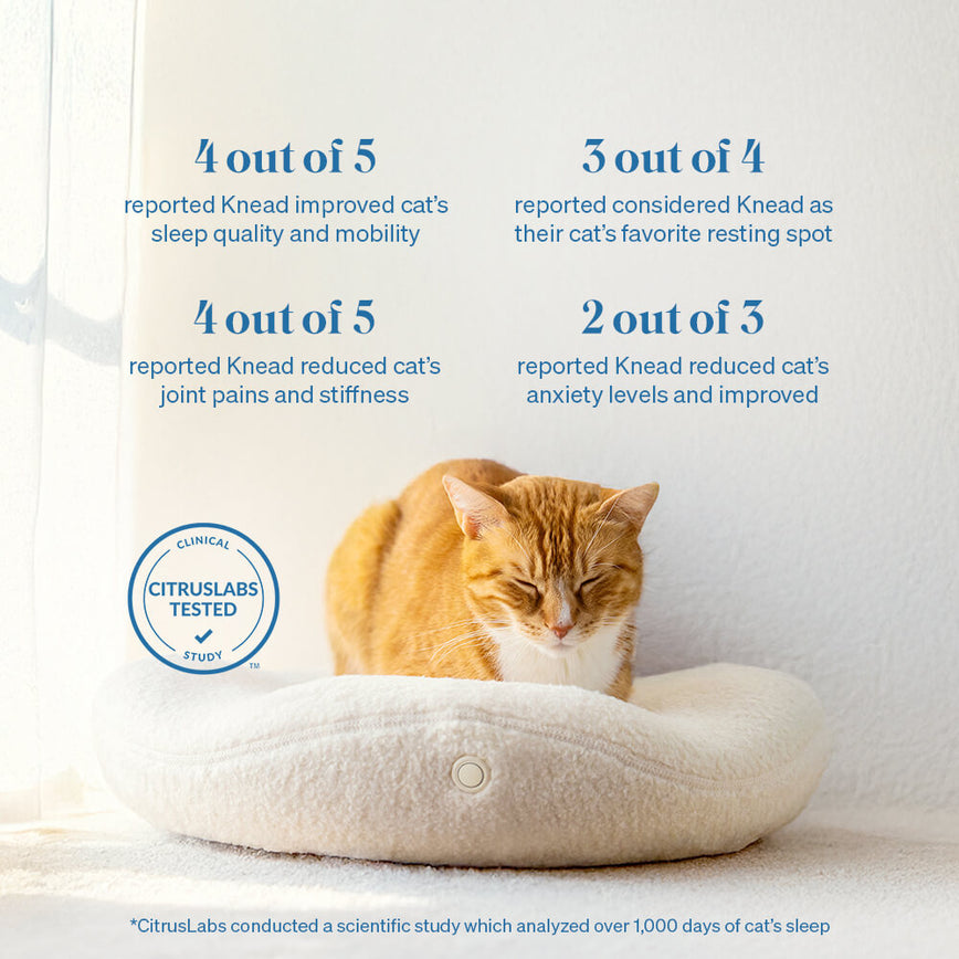 Stunning Electric Cat Bed For Elderly Cats With Arthritis Relief image