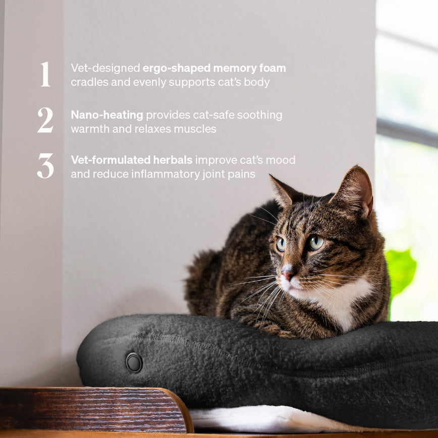 Beautiful view of Cat Kneading On Couch Cushion And Imprinting Memory