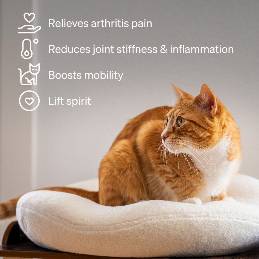 orthopedic cat bed and pet safe heated bed